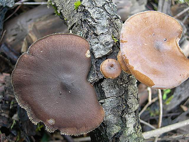 I  Funghi  dopo  l''Uragano